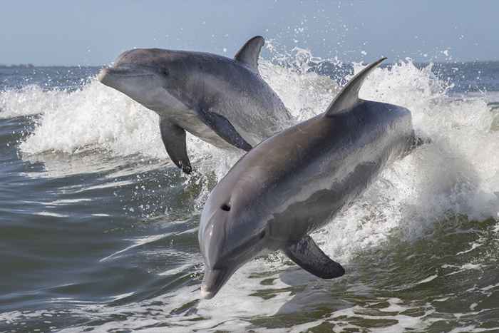 20 fatti sui delfini che ti faranno amare ancora di più