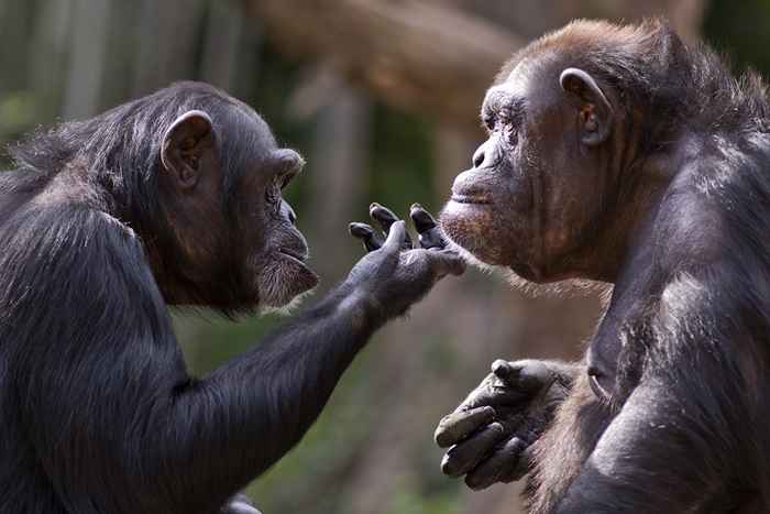 25 formas increíbles en los animales que se comunican que nunca sabías sobre