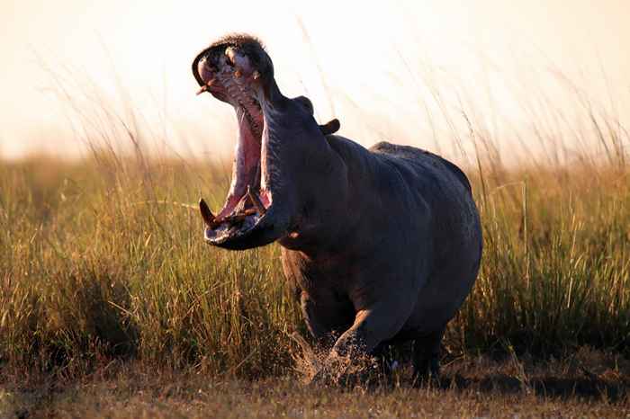 30 tödlichste Tiere der Erde