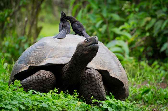 30 älteste Tiere der Erde