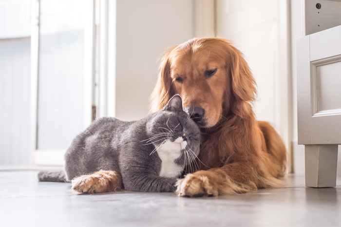 Estas son las cosas más grandes de las que los dueños de mascotas se preocupan constantemente