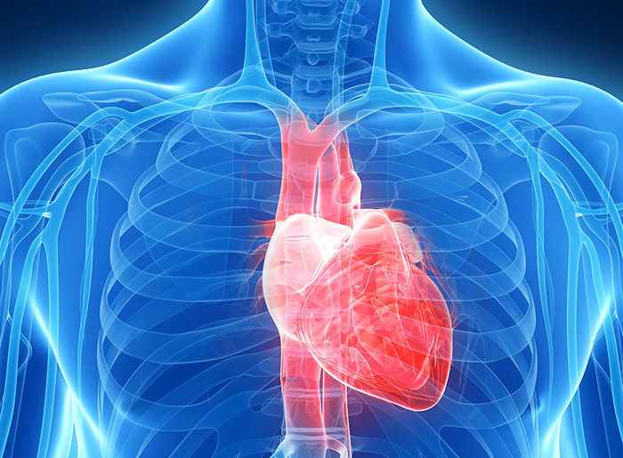 Hva som skjer med kroppen din når du får hjerteinfarkt