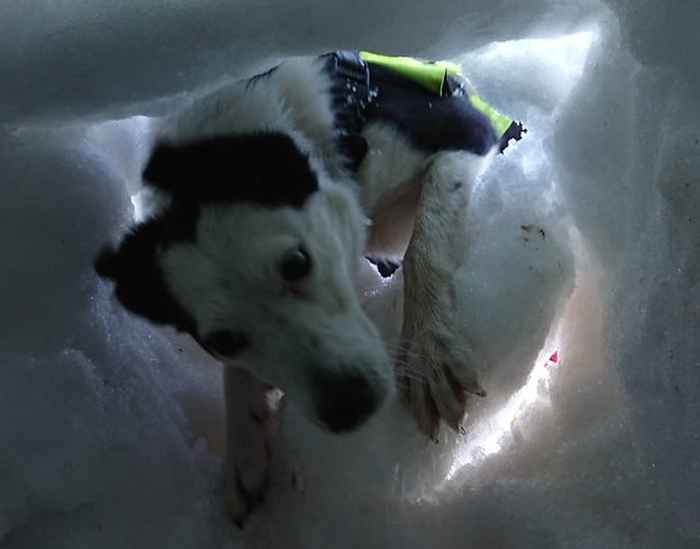 Perché tutti si innamorano di questo cane di ricerca e salvataggio